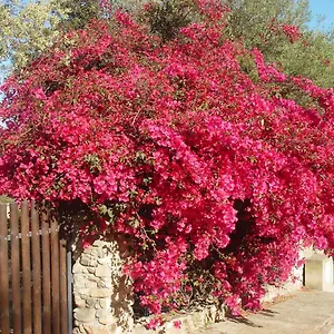 Casa A 300mt.dal Mare Calasinzias, 6 Letti, Ac, Pets Welcome, Wi-fi Free Cala Sinzias
